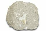 Otodus Shark Tooth Fossil in Rock - Morocco #274924-1